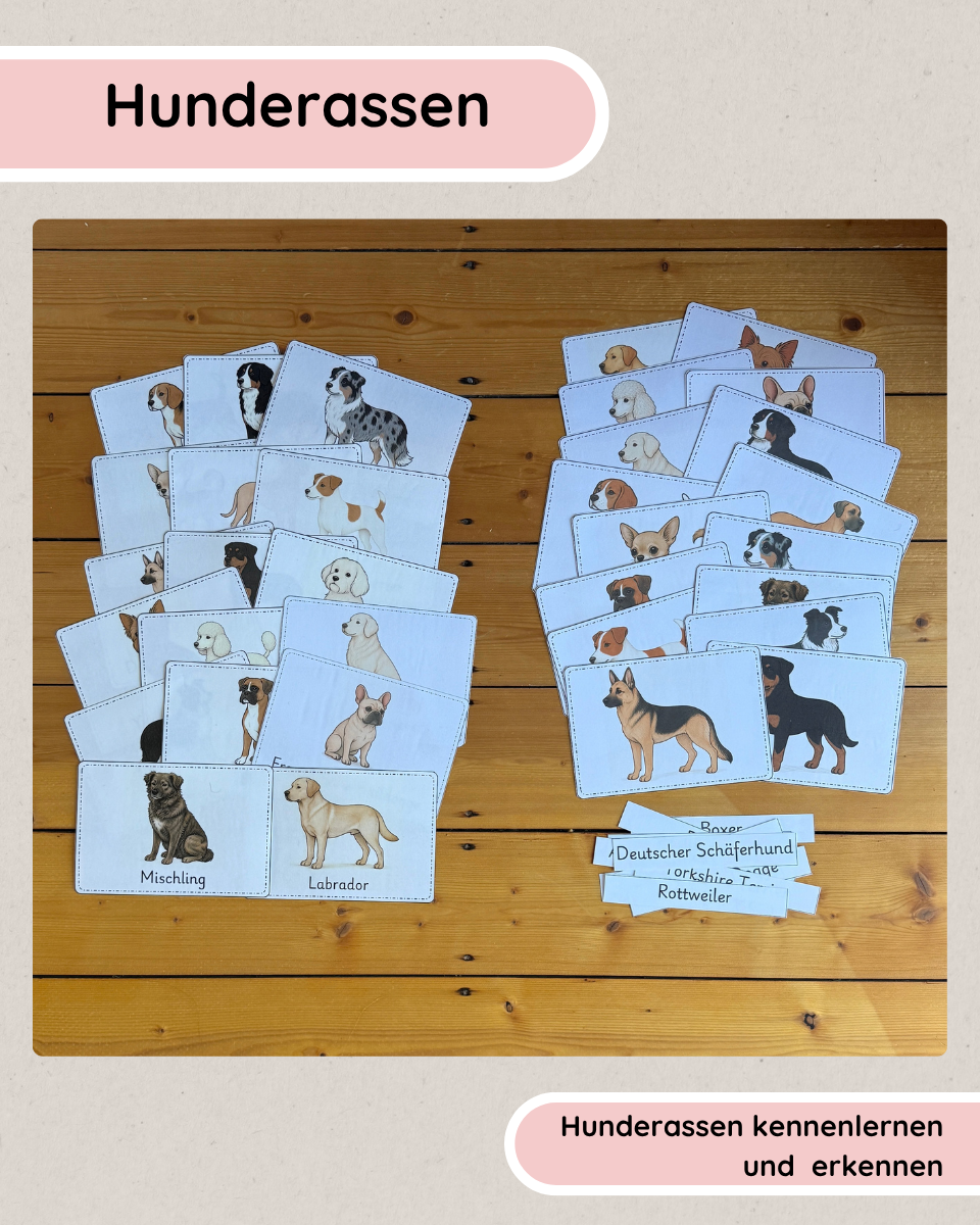 Hunderassen kennenlernen | Miniposter, Infotexte & Wortkarten