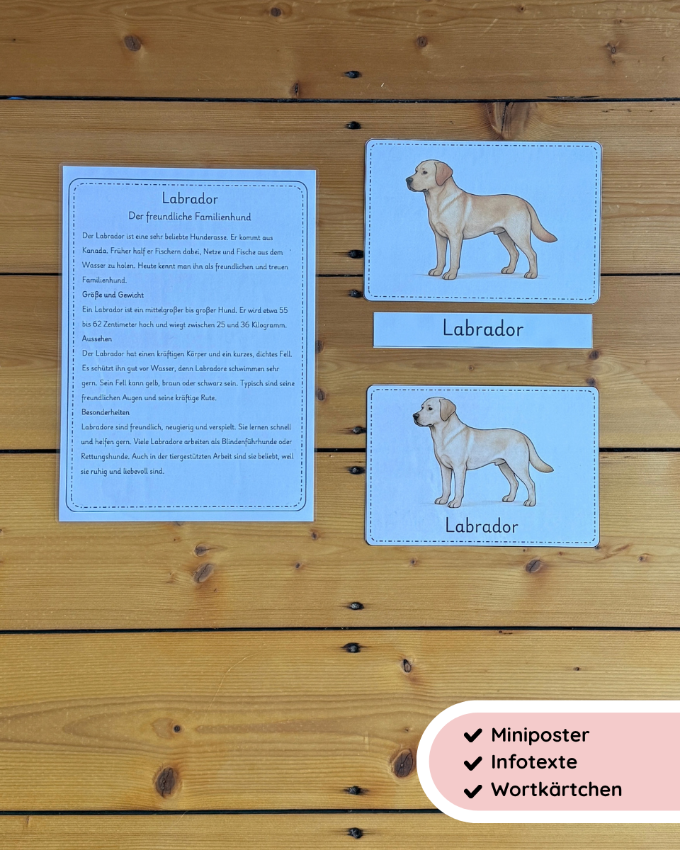 Hunderassen kennenlernen | Miniposter, Infotexte & Wortkarten
