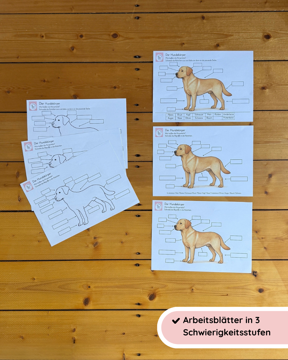 Körperbau des Hundes | Arbeitsblätter & Lernposter