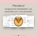 kindgerechte Arbeitsblätter und Lehr- und Lernposter Pferdehuf