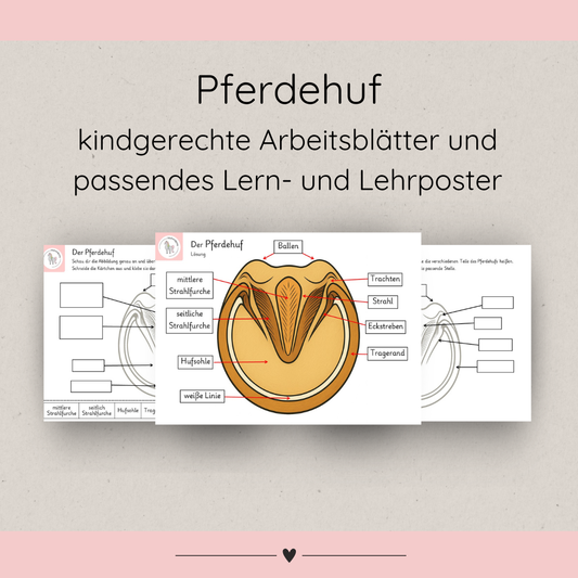 Child-friendly worksheets and teaching and learning posters on horse hooves