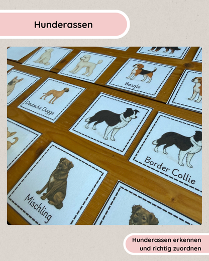 Zuordnungsspiel Hunderassen | Hunderassen spielerisch kennenlernen