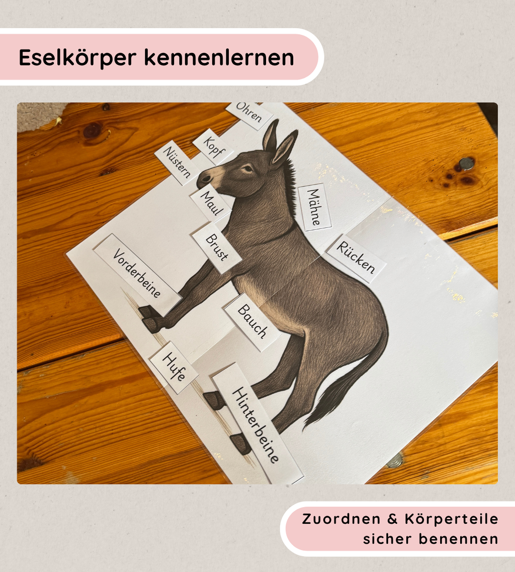 Lernposter & Arbeitsblätter Eselkörper – Körperteile des Esels kindgerecht lernen