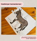 Lernposter & Arbeitsblätter Eselkörper – Körperteile des Esels kindgerecht lernen
