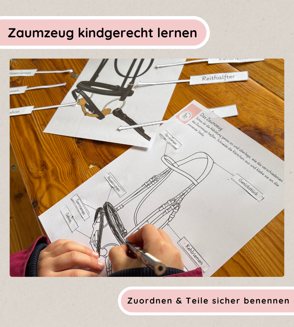 Kindgerechte Arbeitsblätter & Lernposter – Zaumzeug einfach erklärt