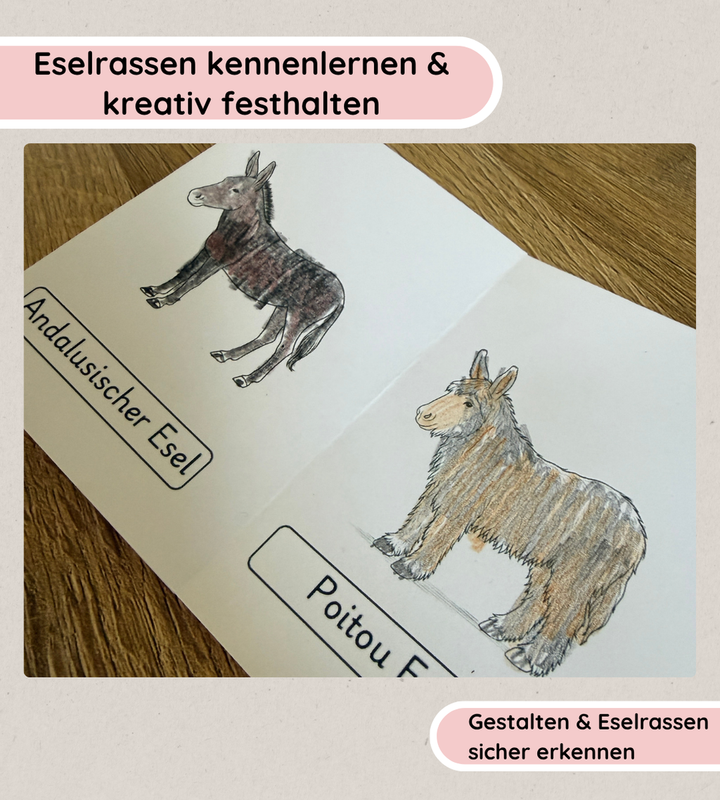 Falthefte Eselrassen – Eselrassen kennenlernen und festhalten