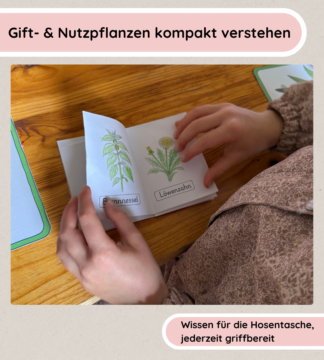 Falthefte Nutz- und Giftpflanzen - Nutz- und Giftpflanzen anschaulich und nachhaltig lernen