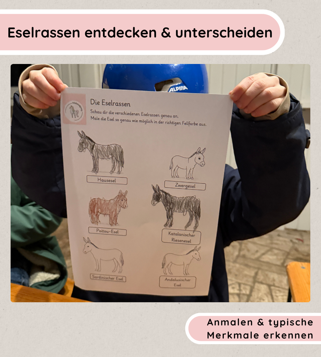 Arbeitsblätter Eselrassen – Eselrassen erkennen und unterscheiden