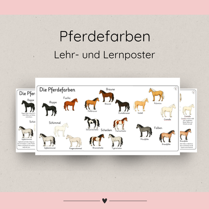 Educational Poster Horse Colors