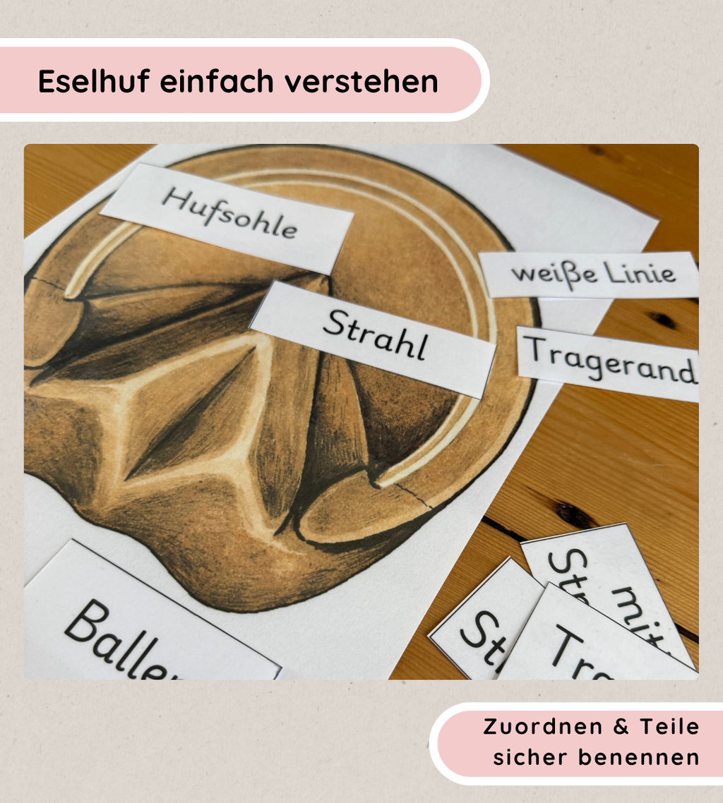 Lernposter & Arbeitsblätter Eselhuf – Hufteile kindgerecht lernen