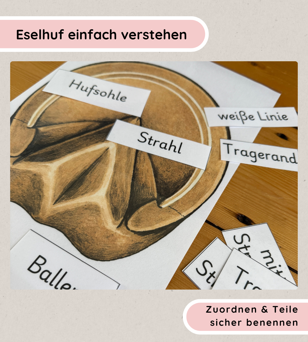 Lernposter & Arbeitsblätter Eselhuf – Hufteile kindgerecht lernen