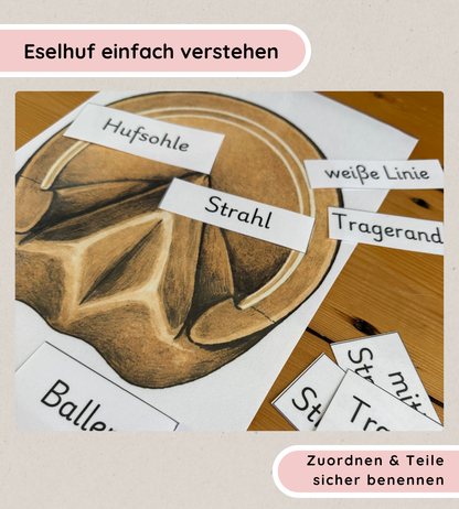 Learning Posters & Worksheets Donkey Hoof – Learning Hoof Parts in a Child-Friendly Way