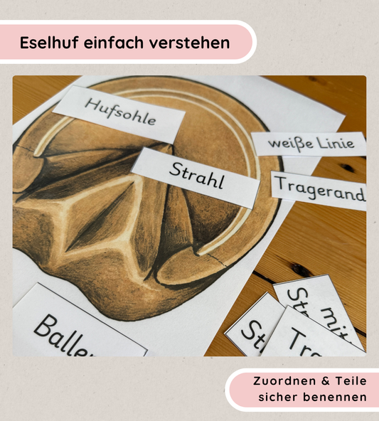 Learning Posters & Worksheets Donkey Hoof – Learning Hoof Parts in a Child-Friendly Way
