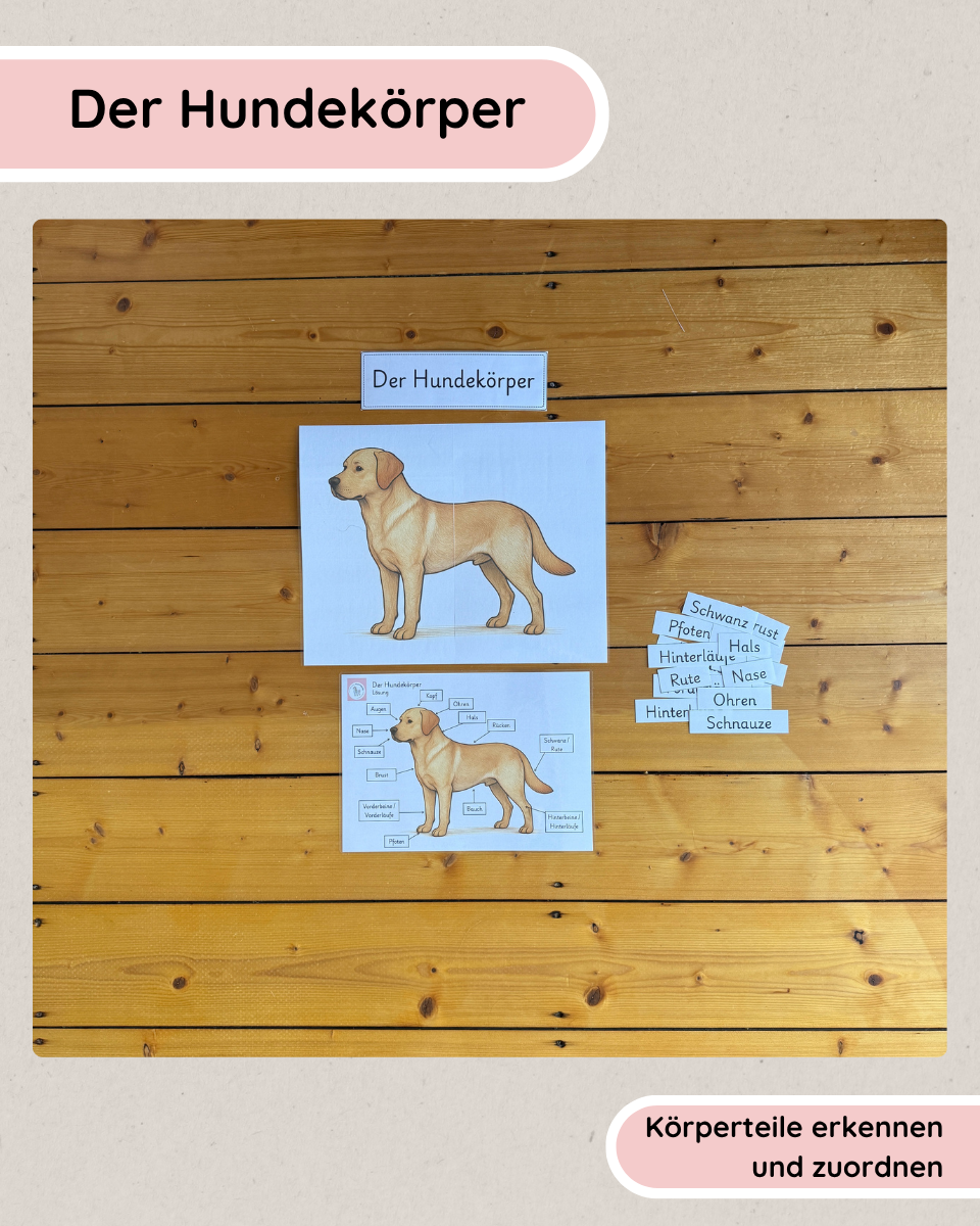 Körperbau des Hundes | Arbeitsblätter & Lernposter