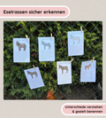 Infotexte - Eselrassen sicher erkennen und unterscheiden