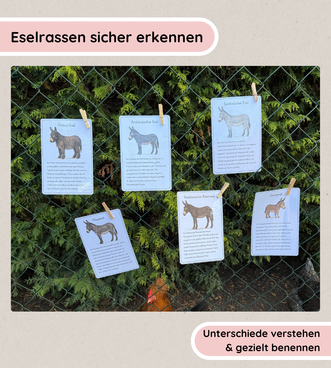 Infotexte - Eselrassen sicher erkennen und unterscheiden