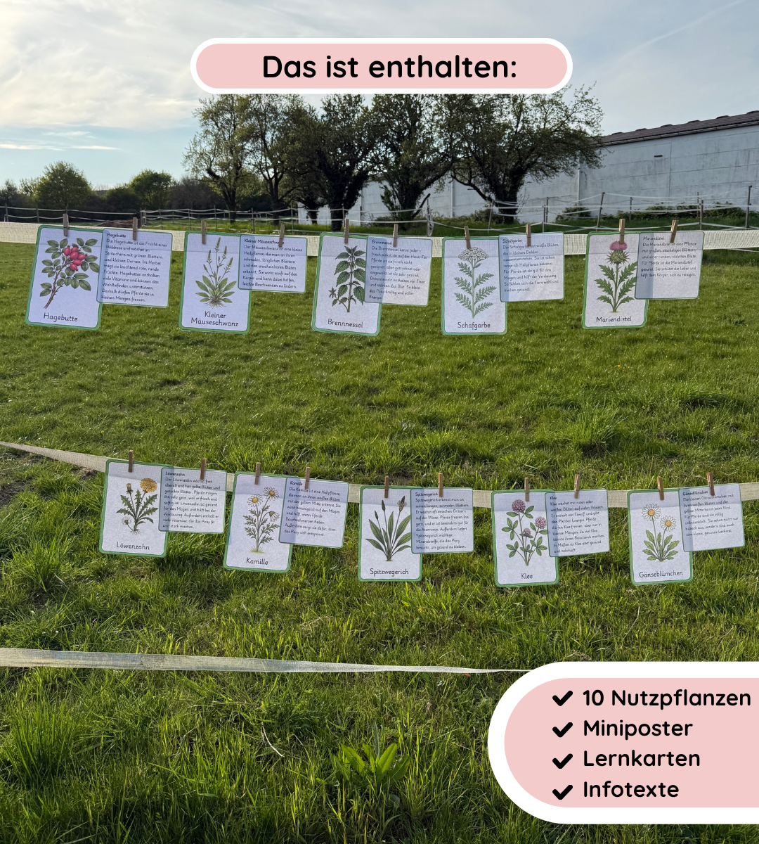 Materialpaket Nutz- und Giftpflamnzen