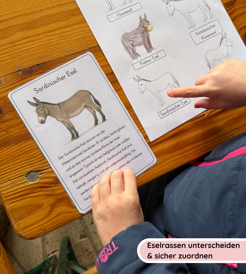 Infotexte - Eselrassen sicher erkennen und unterscheiden