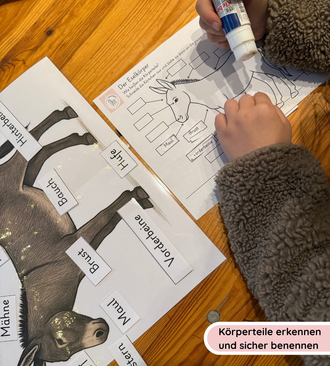 Lernposter & Arbeitsblätter Eselkörper – Körperteile des Esels kindgerecht lernen