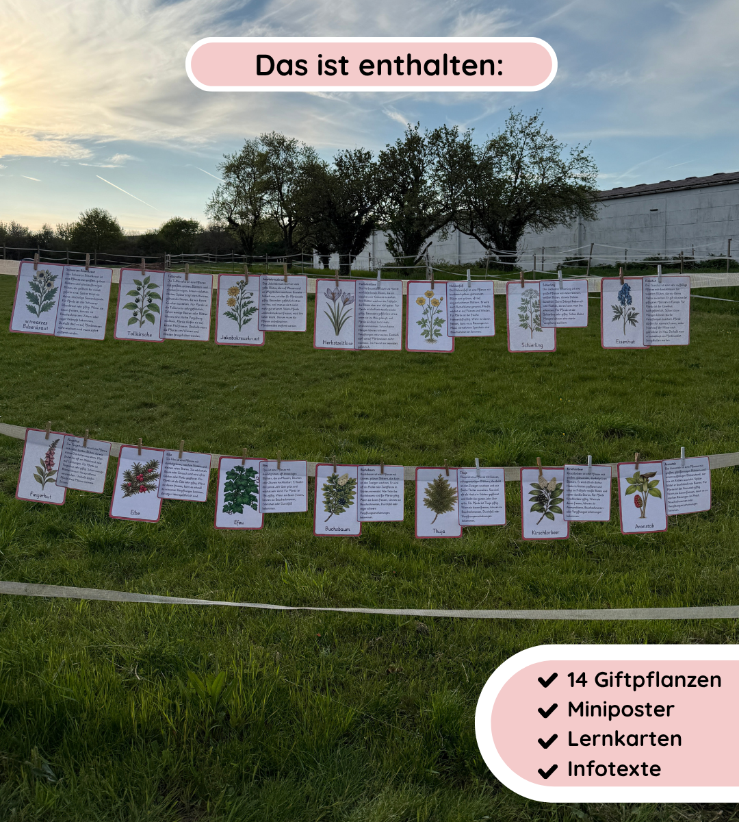 Kindgerechte Infotexte und Lernposter - Nutz- und Giftpflanzen sicher erkennen und unterscheiden