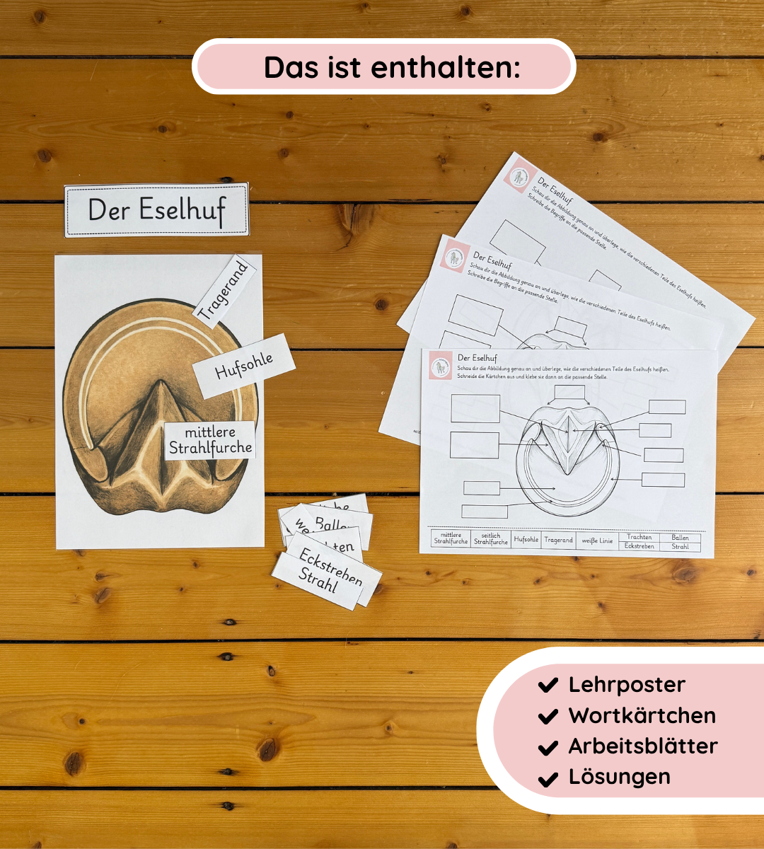 Lernposter & Arbeitsblätter Eselhuf – Hufteile kindgerecht lernen
