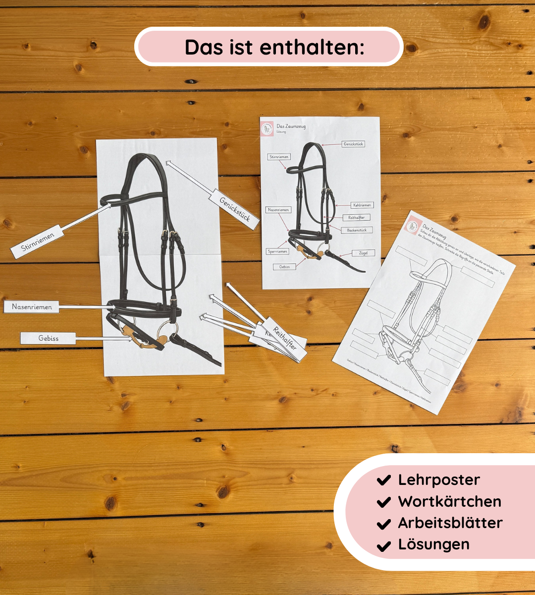 Kindgerechte Arbeitsblätter & Lernposter – Zaumzeug einfach erklärt