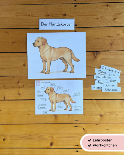 Körperbau des Hundes | Arbeitsblätter & Lernposter