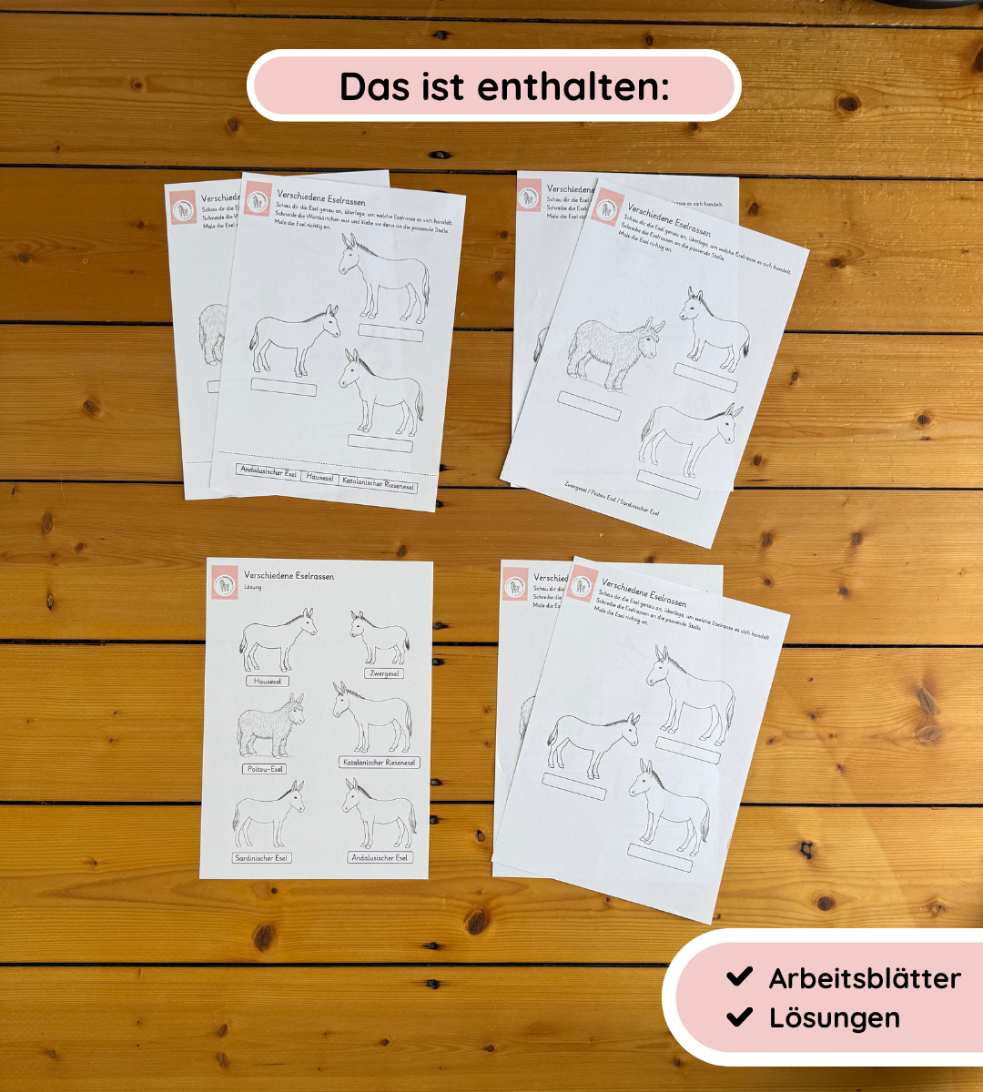 Arbeitsblätter Eselrassen – Eselrassen erkennen und unterscheiden