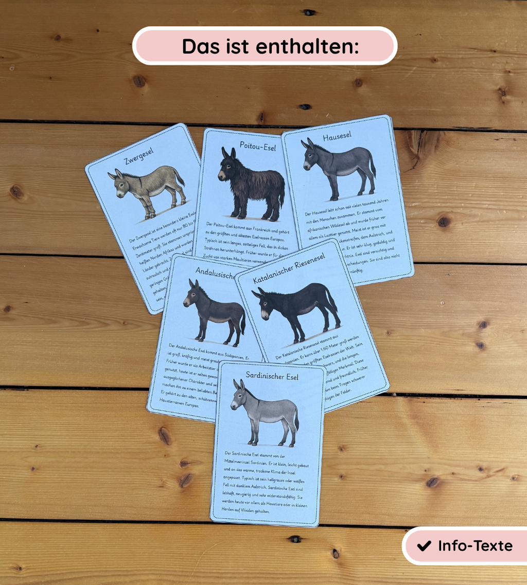 Infotexte - Eselrassen sicher erkennen und unterscheiden