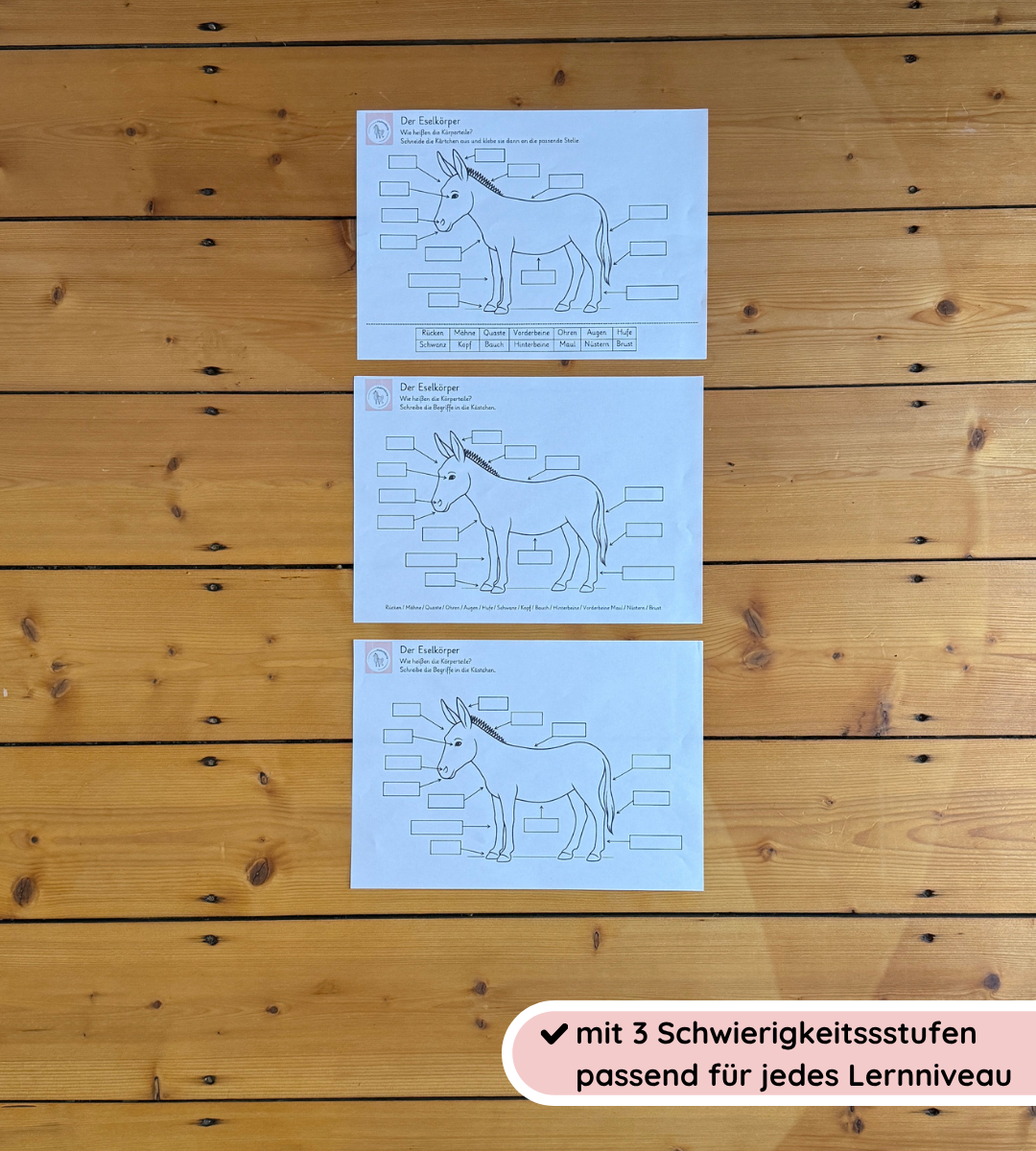 Lernposter & Arbeitsblätter Eselkörper – Körperteile des Esels kindgerecht lernen