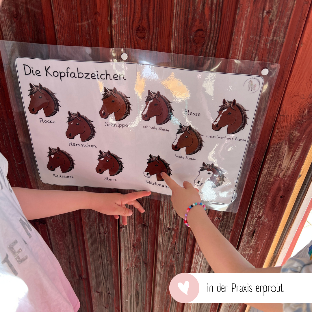 Lehrposter Kopfabzeichen