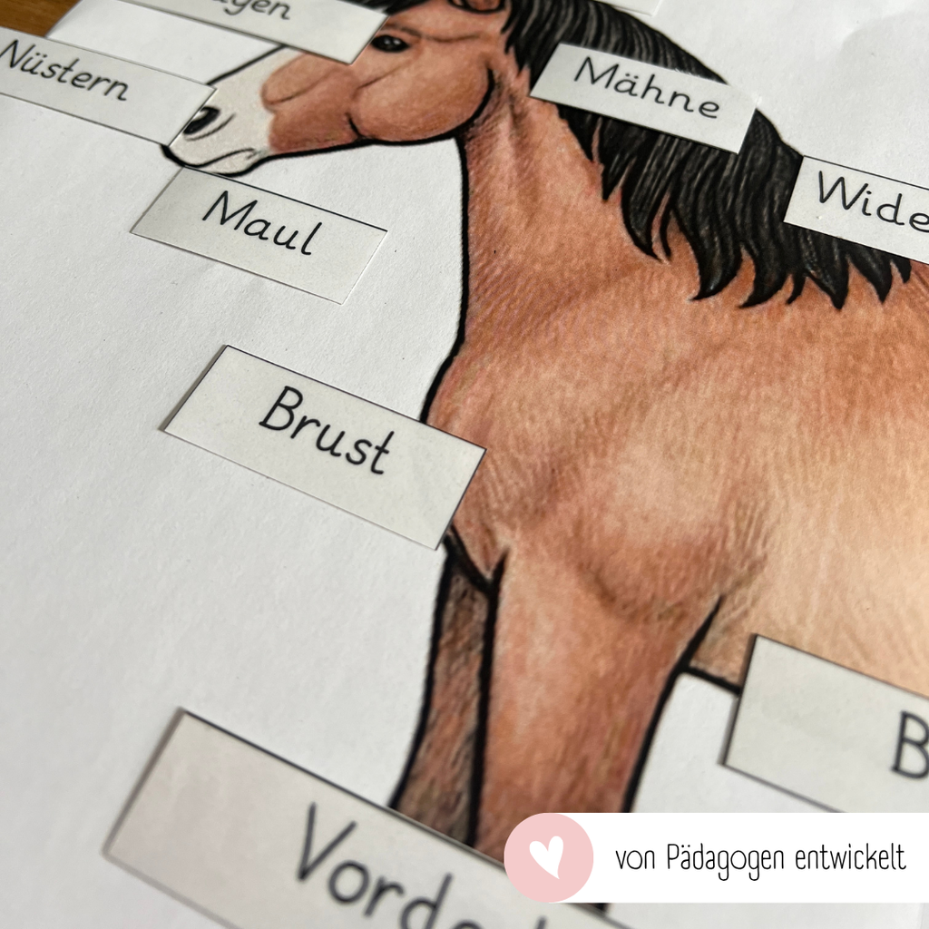kindgerechte Arbeitsblätter und Lehr- und Lernposter Pferdekörper