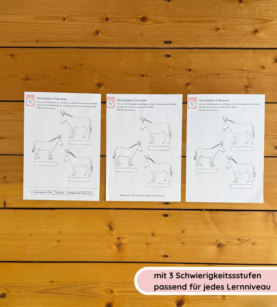 Arbeitsblätter Eselrassen – Eselrassen erkennen und unterscheiden