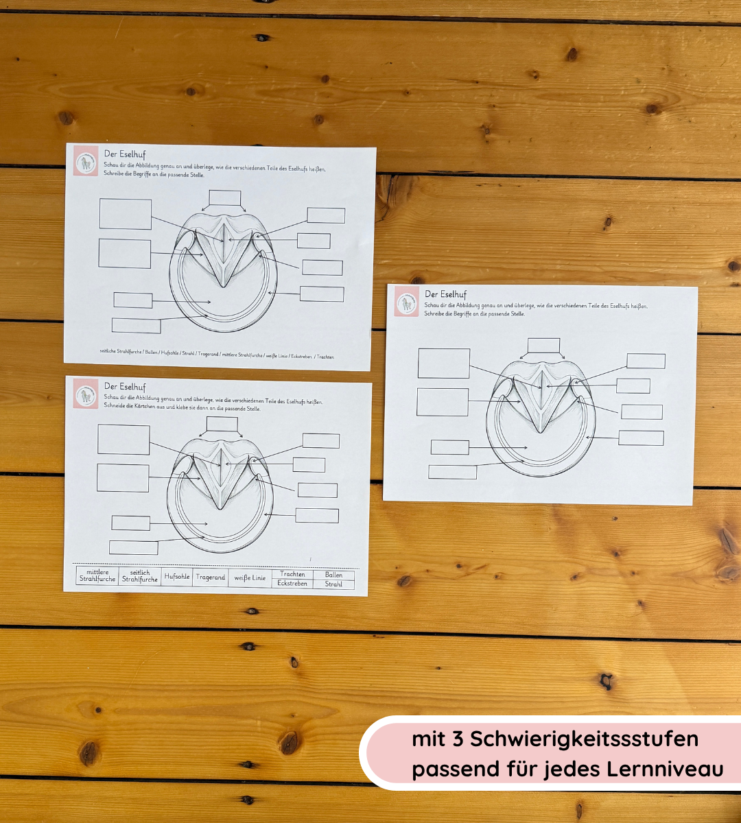 Lernposter & Arbeitsblätter Eselhuf – Hufteile kindgerecht lernen
