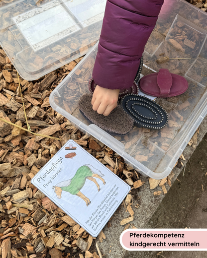 Horse Care Sequence Cards