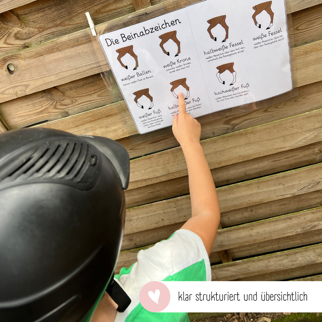 Lehrposter Beinabzeichen