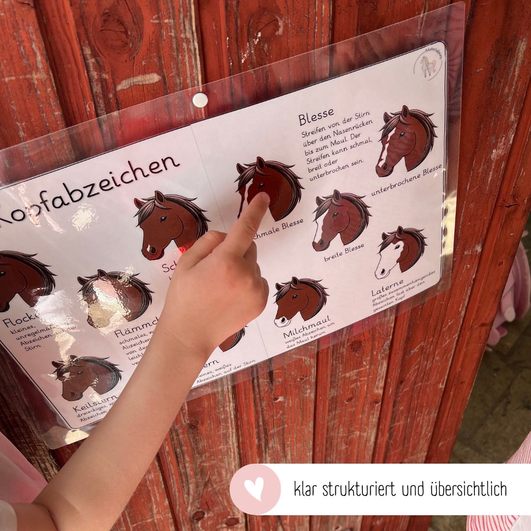 Lehrposter Kopfabzeichen