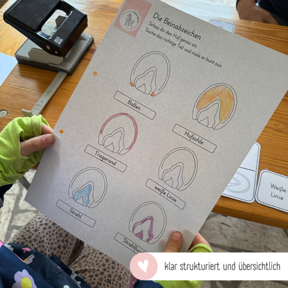 child-friendly worksheets horse hoof