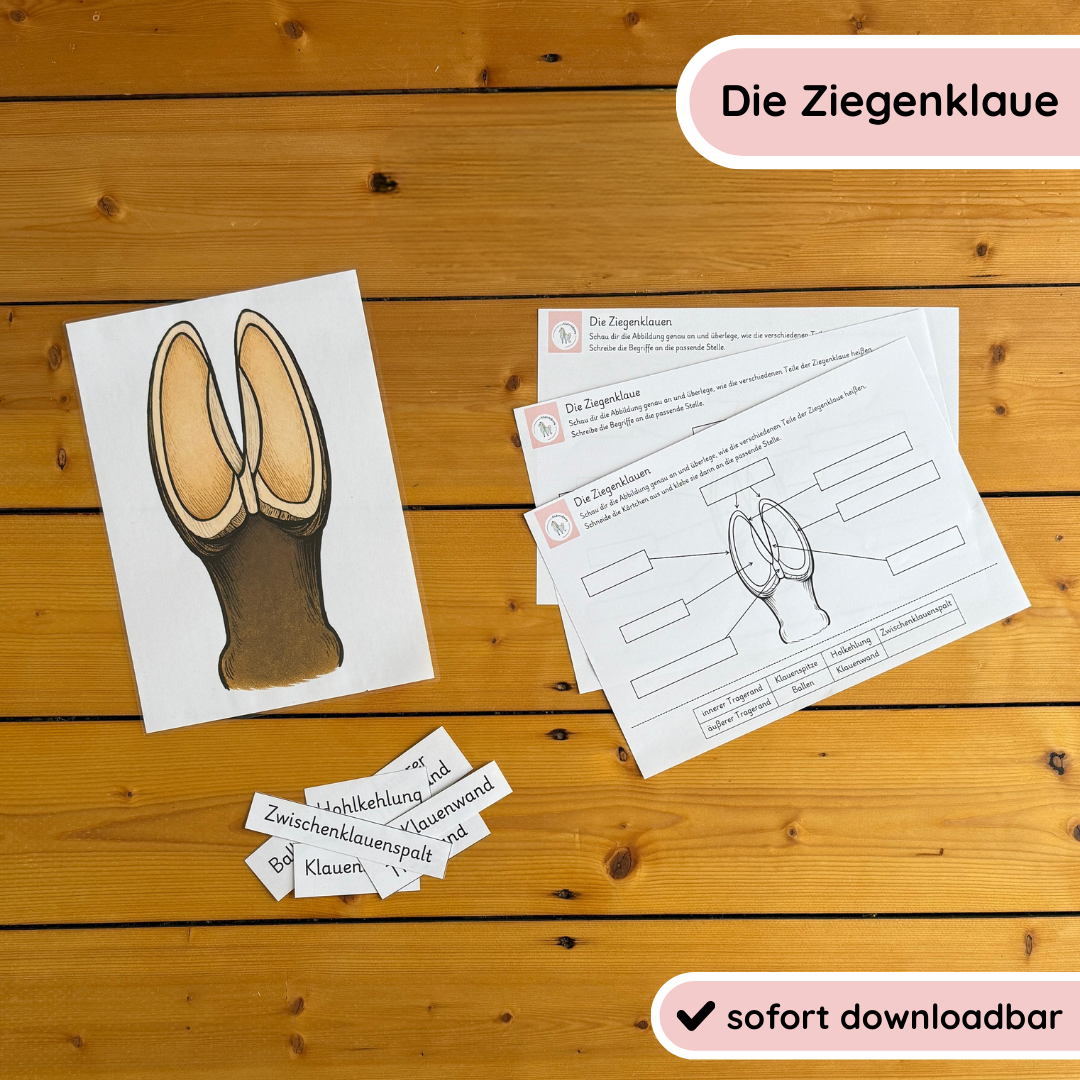 kindgerechte Arbeitsblätter und Lehr- und Lernposter Ziegenklaue